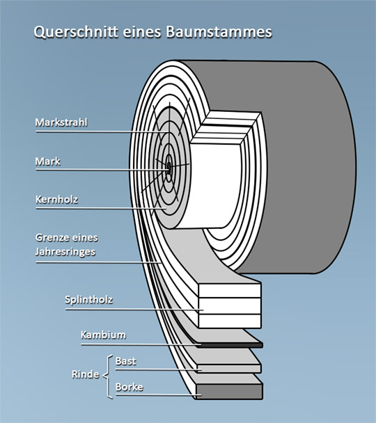 Querschnitt eines Baumstammes mit Mark, Kernholz, Splintholz, Kambium und Rinde